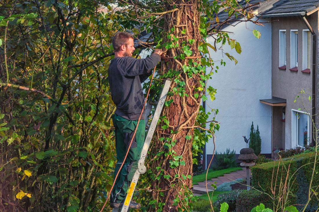 tree removal bremerton wa tree removal bremerton wa