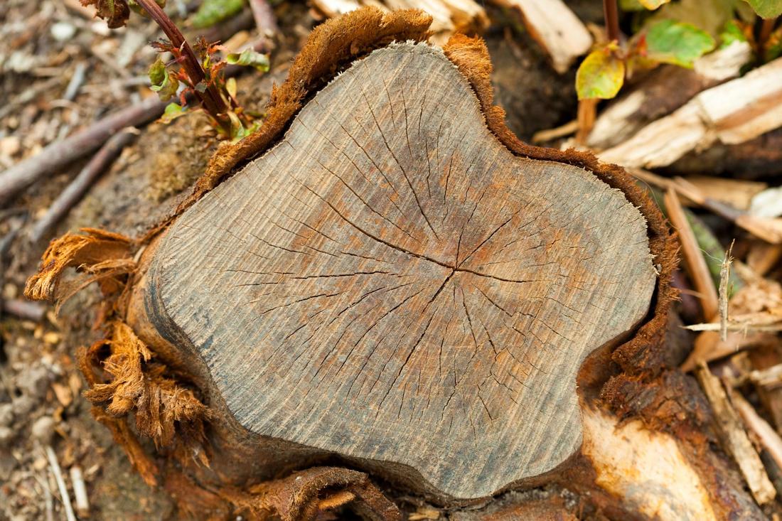 tree service bremerton tree service bremerton