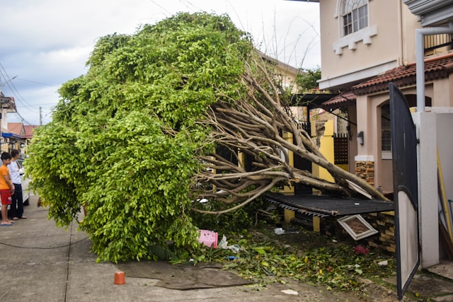 Tree Removal Bremerton (Tree Service Bremerton Pros)