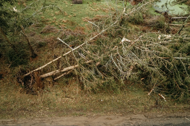 Why Expert Tree Removal and Storm Damage Cleanup Are Crucial for Property Safety in Bremerton, WA