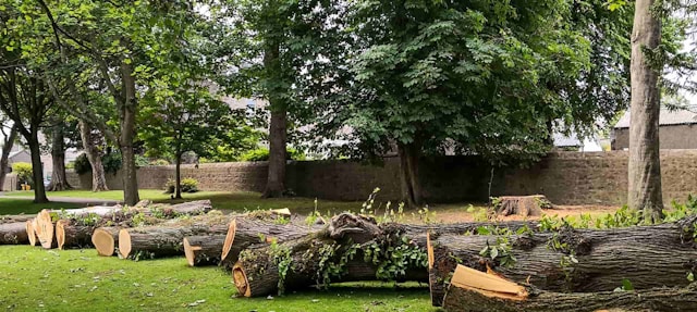Tree Removal in Bremerton, WA: Everything You Need to Know