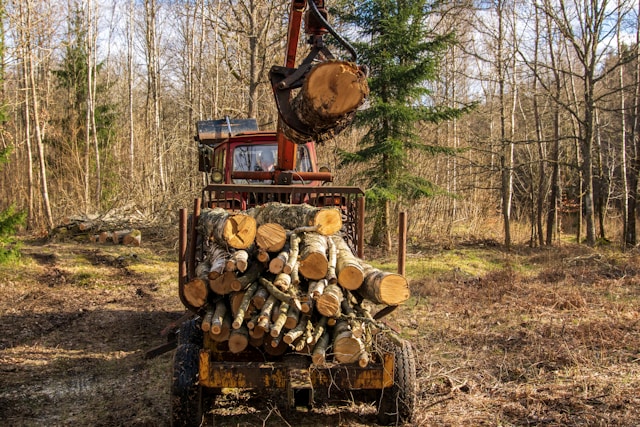 Strategic Analysis and Market Overview for Tree Removal Bremerton