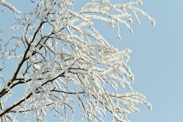 Is Your Tree Ready for Winter? Essential Removal and Maintenance Tips for Bremerton Residents