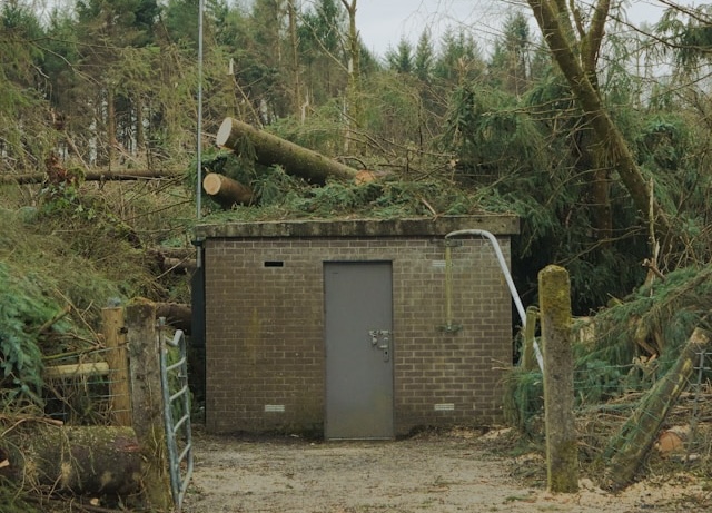 Avoiding Uplift and Damage: How Tree Service Bremerton Pros Manage Invasive Roots Safely