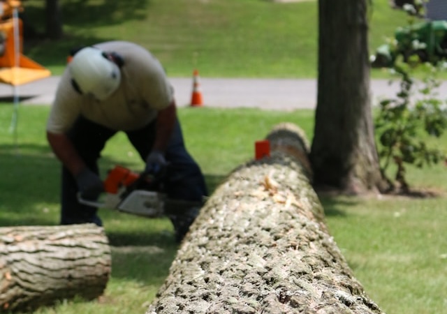 Emergency Tree Removal in Bremerton: What to Do After Storm Damage