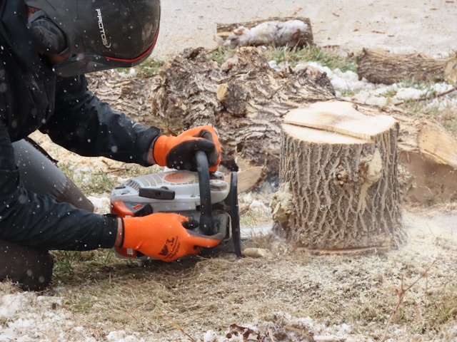 Stump Grinding in Bremerton: Why Removing Tree Stumps Improves Your Property Value