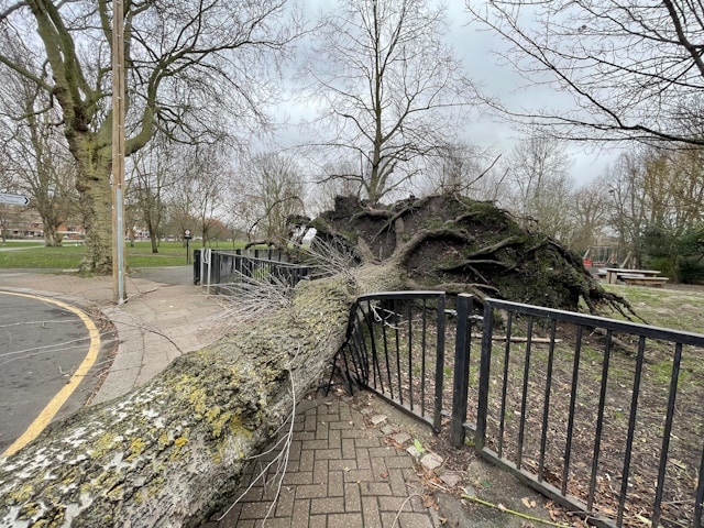 Emergency Tree Removal in Bremerton: What to Do After Storm Damage