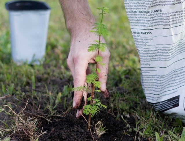Affordable Tree Care & Stump Grinding Solutions in Kitsap County, WA