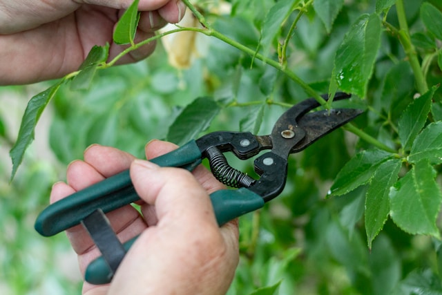 Professional Tree Removal & Tree Trimming Services in Bremerton, WA