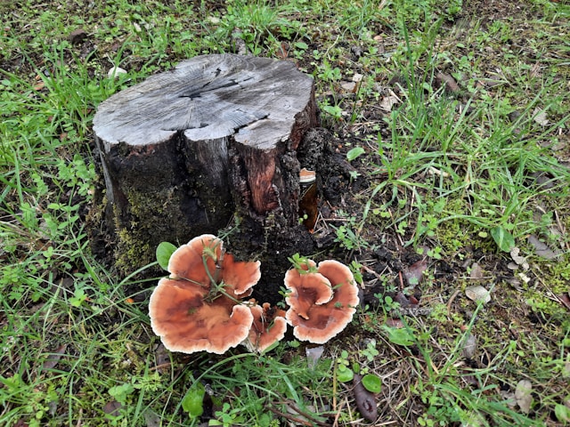 Why Professional Stump Grinding Is the Most Effective Way to Remove Unwanted Tree Stumps