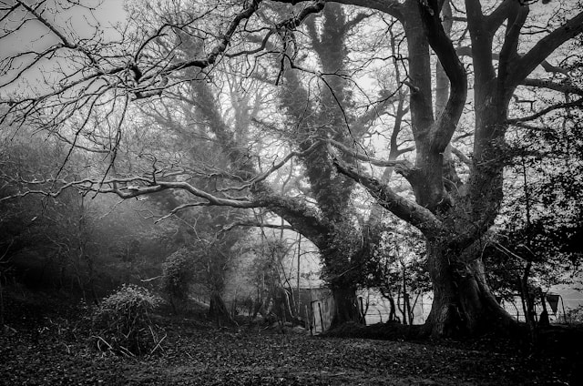 Why Tree Removal Is Sometimes Necessary: Protecting Your Property From Dead, Diseased, and Hazardous Trees