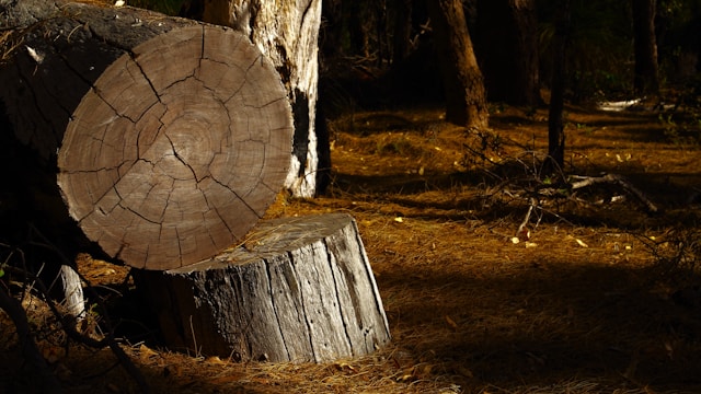The Benefits of Professional Stump Grinding Services in Bremerton, WA