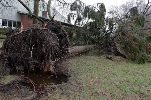 Emergency Tree Removal in Bremerton, WA: What to Do After Storm Damage