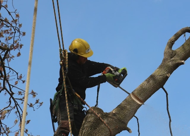 Tree Removal vs. Tree Trimming: Which Service Does Your Bremerton Property Need?
