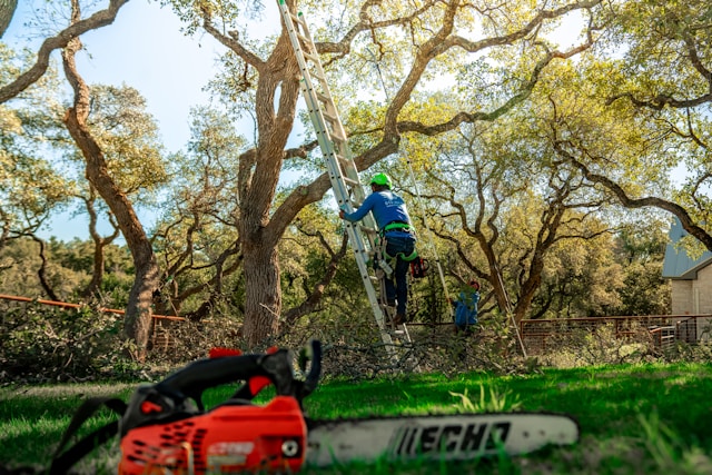 Why Hiring a Certified Arborist in Bremerton, WA Protects Your Property